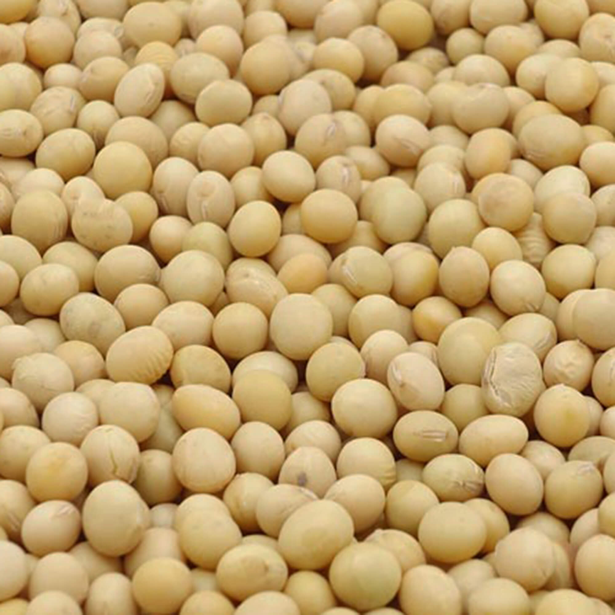 Non-GMO Natto Soybeans - PURIS - Fieldcraft