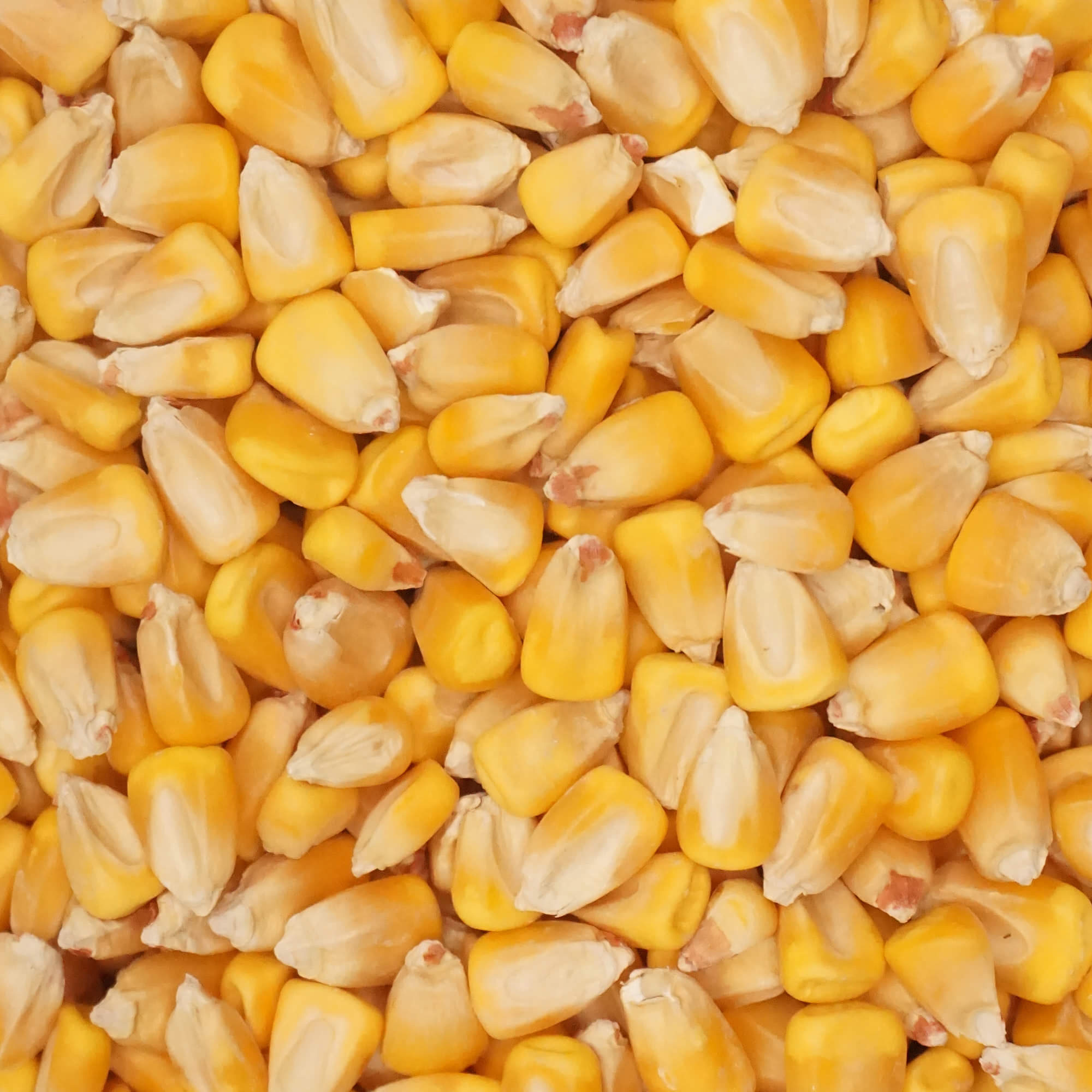 Yellow Corn - Mill Creek Partners - Fieldcraft