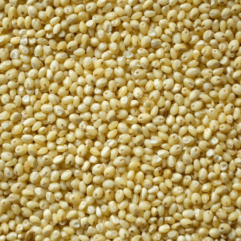 Proso Millet - Sandberg Family Farms - Fieldcraft