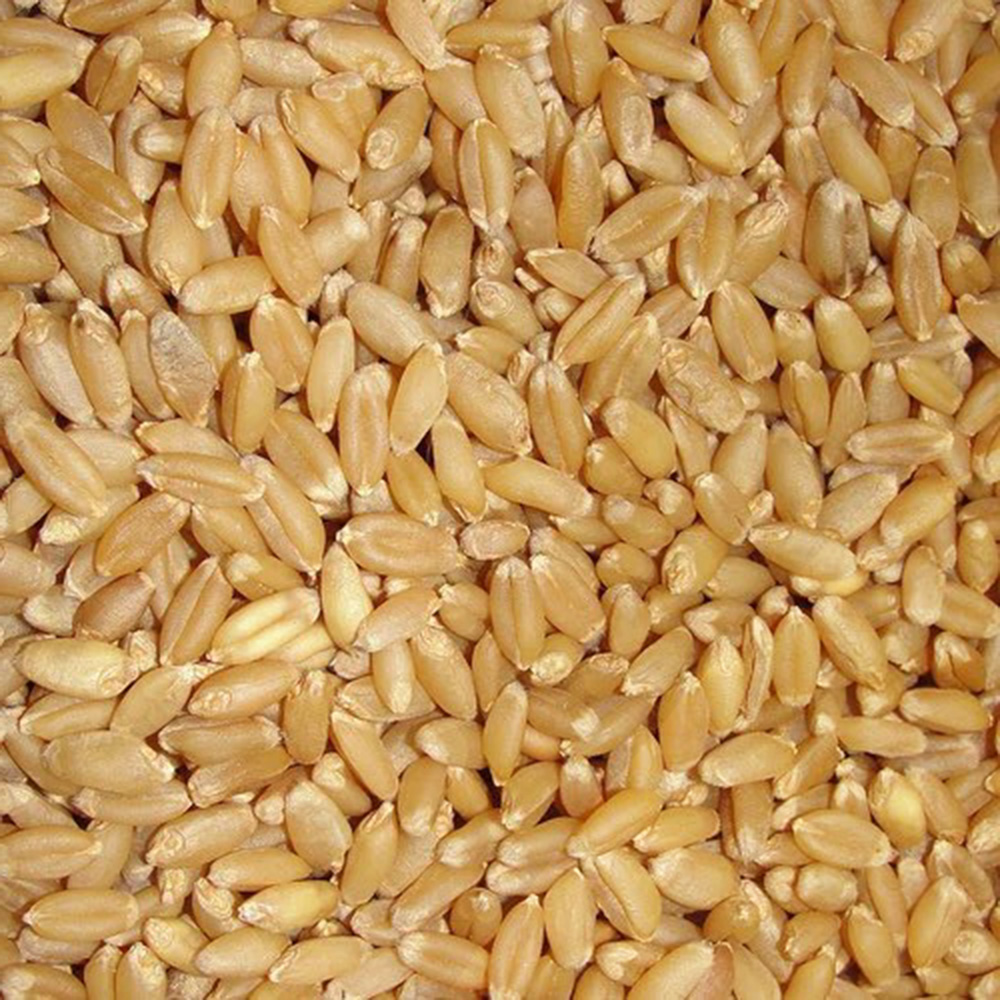 Sonora White Wheat - Bozarth Family Farms - Fieldcraft