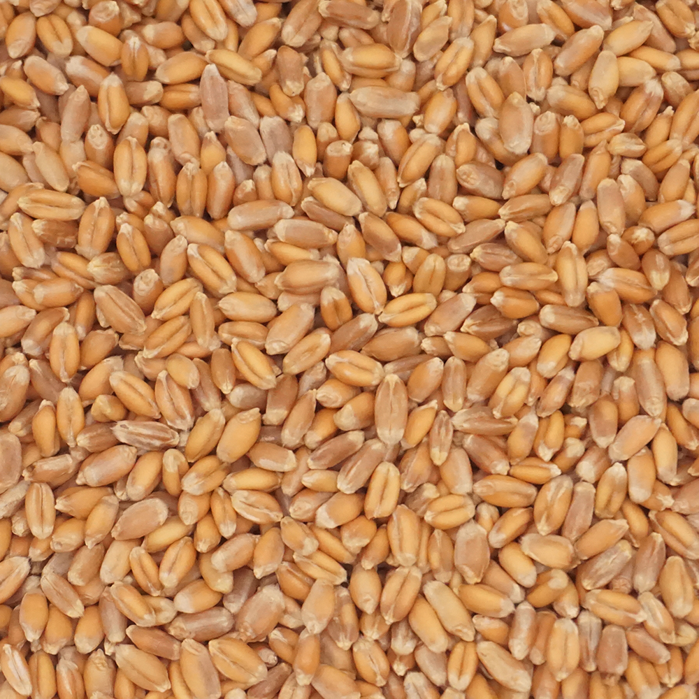 Red Fife Hard Red Spring Wheat - Desert Vista Farms - Fieldcraft