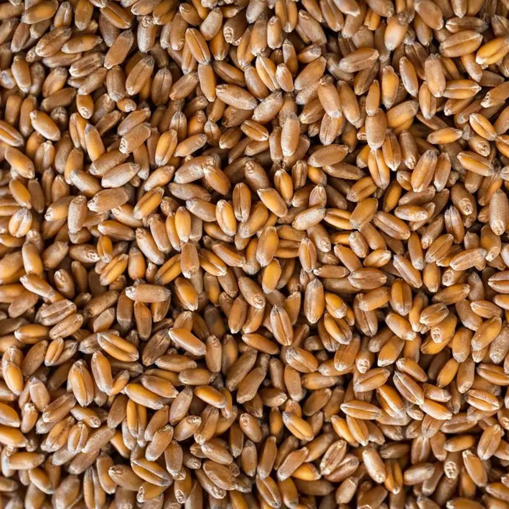 Hard Red Spring Wheat - Desert Vista Farms - Fieldcraft