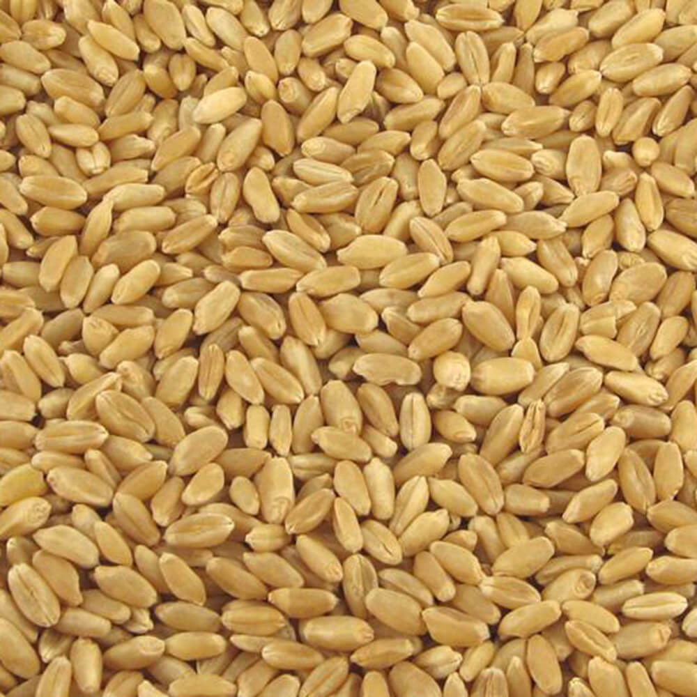 Hard White Wheat - Desert Vista Farms - Fieldcraft