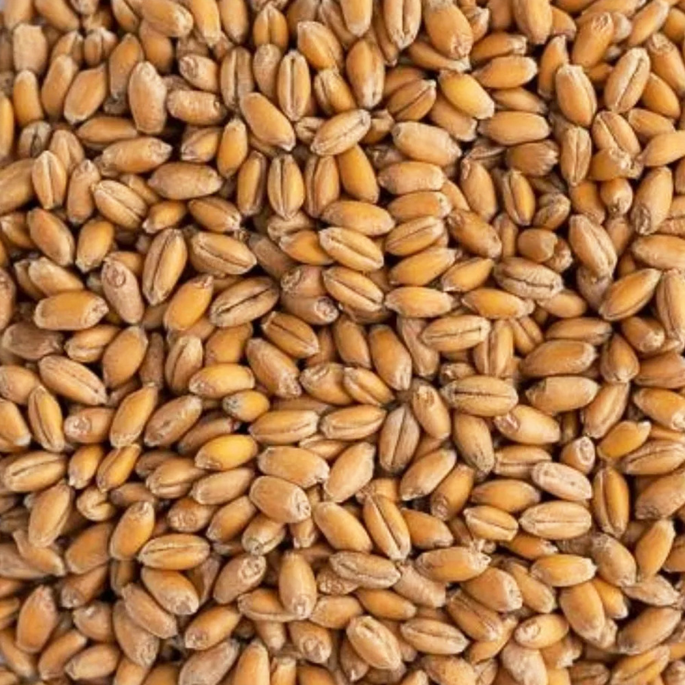 Soft Red Winter Wheat - Desert Vista Farms - Fieldcraft