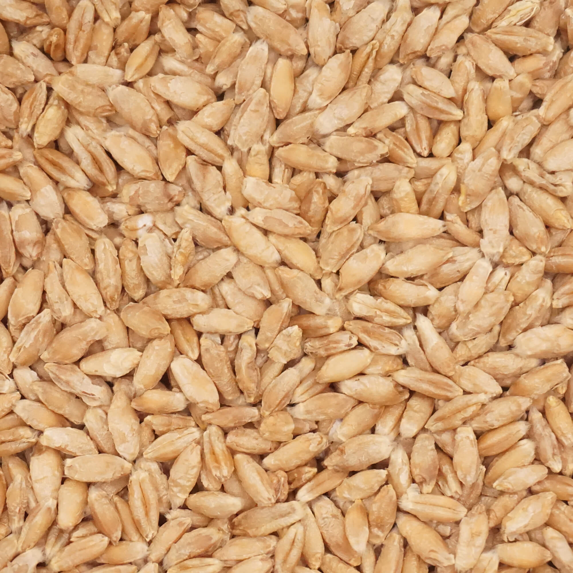 Triticale - Austin  - Fieldcraft