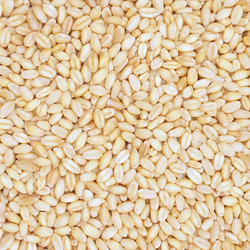 Sonora White Wheat - Parsons Hay and Harvest - Fieldcraft