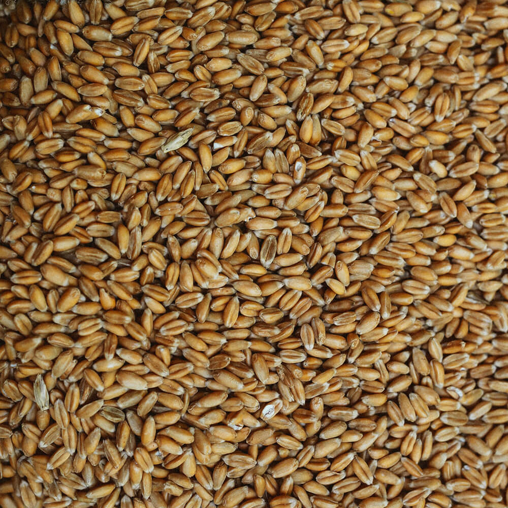 Turkey Red Winter Wheat - Goose Hill Farm - Fieldcraft
